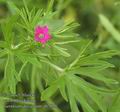 Geranium_dissectum_ab7020