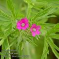 Geranium_dissectum_ab7038