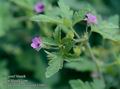 Geranium_divaricatum_11601