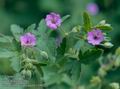 Geranium_divaricatum_11602