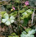 Geranium_lucidum_4769