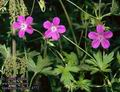 Geranium_palustre_4772