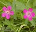 geranium_palustre_ab7999