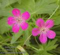 Geranium_palustre_ab8002