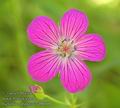 Geranium_palustre_ab8018