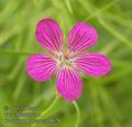 Geranium_palustre_ab8028