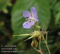 Geranium_pratense_a4923