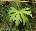 Geranium_pratense_a4927