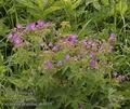 Geranium_pratense_ab4015