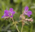 Geranium_pratense_ab4020