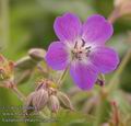 Geranium_pratense_ab4025