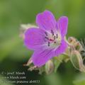 Geranium_pratense_ab4033