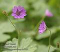 Geranium_pyrenaicum_ab5927