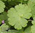 Geranium_pyrenaicum_ab5939