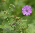 Geranium_pyrenaicum_ab5974