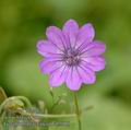 Geranium_pyrenaicum_ab5980