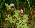 Geranium_robertianum_4489