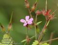 Geranium_robertianum_a327