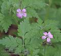 Geranium_robertianum_ab1272