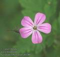 Geranium_robertianum_ab1280