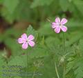 Geranium_robertianum_ab1290