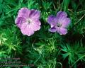 Geranium_sanguineum_4770