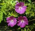 Geranium_sanguineum_4771