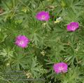 Geranium_sanguineum_ab3162