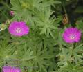 Geranium_sanguineum_ab3172