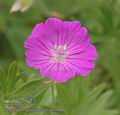 Geranium_sanguineum_ab3180