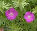 Geranium_sanguineum_ab3186