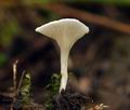 Gerronema_albidum_bv1613