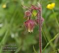 Geum_rivale_ab3767