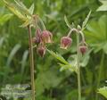 Geum_rivale_ab3770