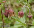 Geum_rivale_ab3780