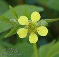 Geum_urbanum_ab1048