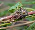 Gibbaranea_bituberculata_jh1684s