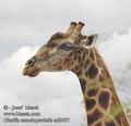 Giraffa_camelopardalis