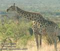 Giraffa_camelopardalis