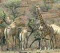 Giraffa_camelopardalis