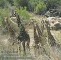 Giraffa_camelopardalis