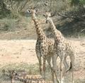 Giraffa_camelopardalis