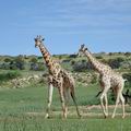 Giraffa_camelopardalis_bb2358