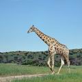 Giraffa_camelopardalis_bb2374