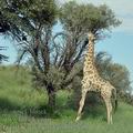 Giraffa_camelopardalis_bb2375