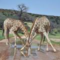 Giraffa_camelopardalis_bb2385