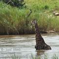 Giraffa_camelopardalis_bb9139