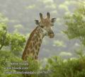 Giraffa_camelopardalis_db9785