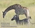 Giraffa_camelopardalis_fb0167