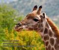 Giraffa_camelopardalis_pa2095713